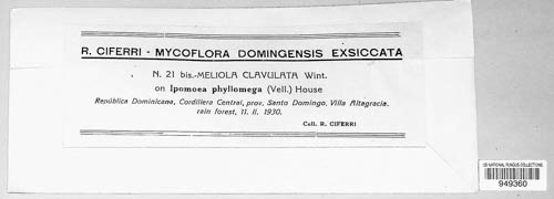 Meliola clavulata image